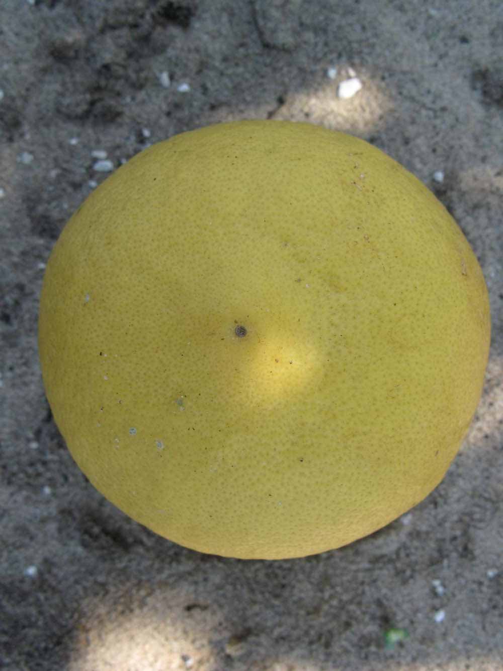            Fruit (Winter Haven, FL)   